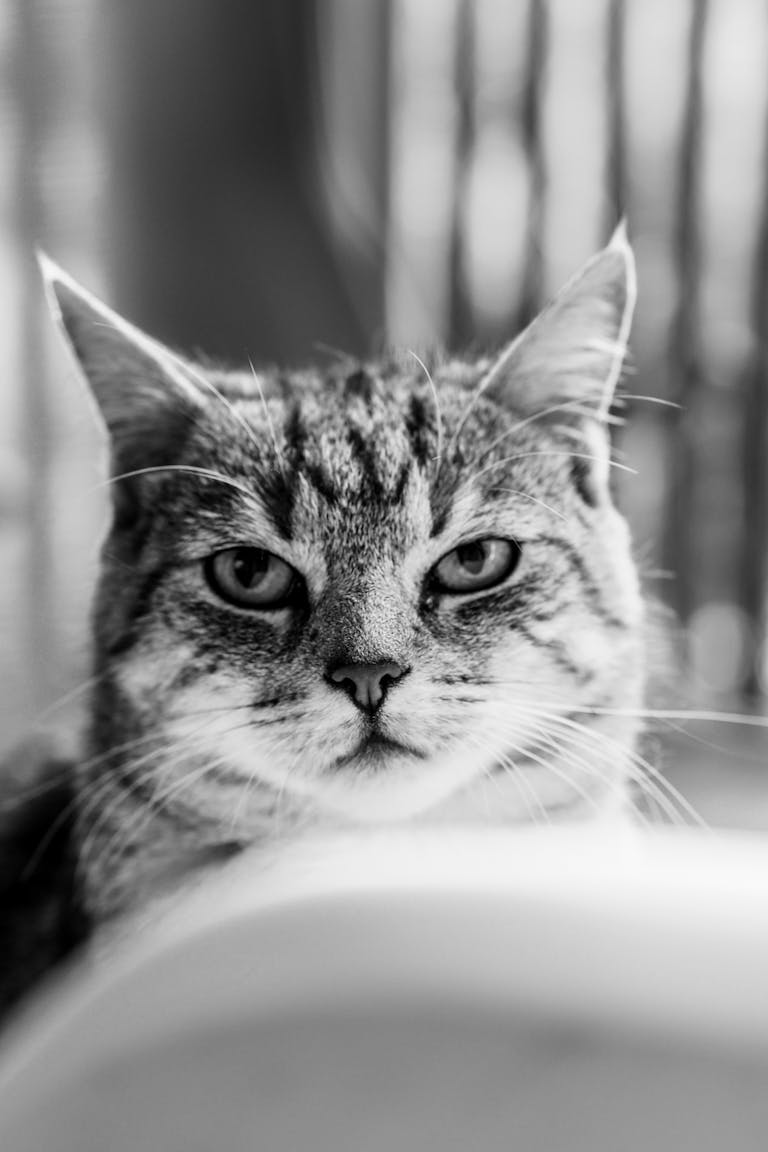 Close-up black and white portrait of an alert tabby cat indoors.