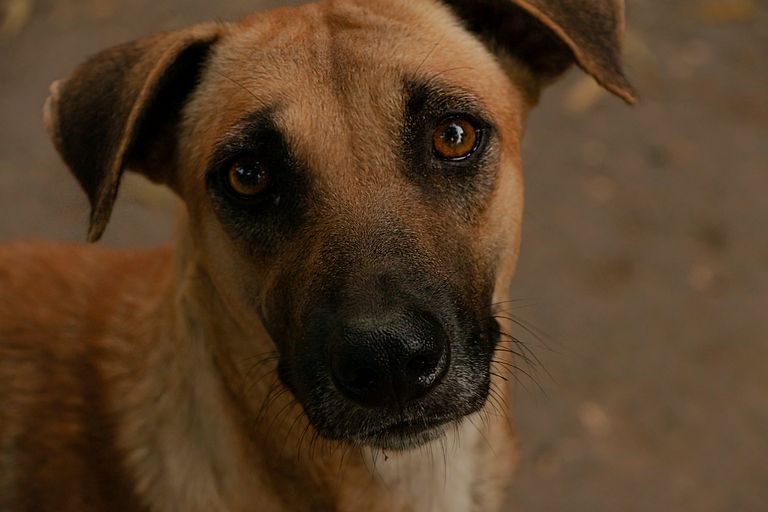 A detailed close-up portrait of a brown dog with expressive eyes.
