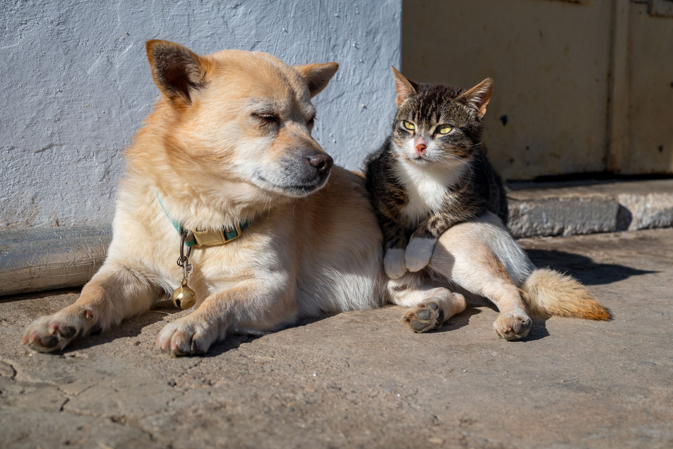 A dog and cat sitting together on a sunny day, enjoying each other's company.