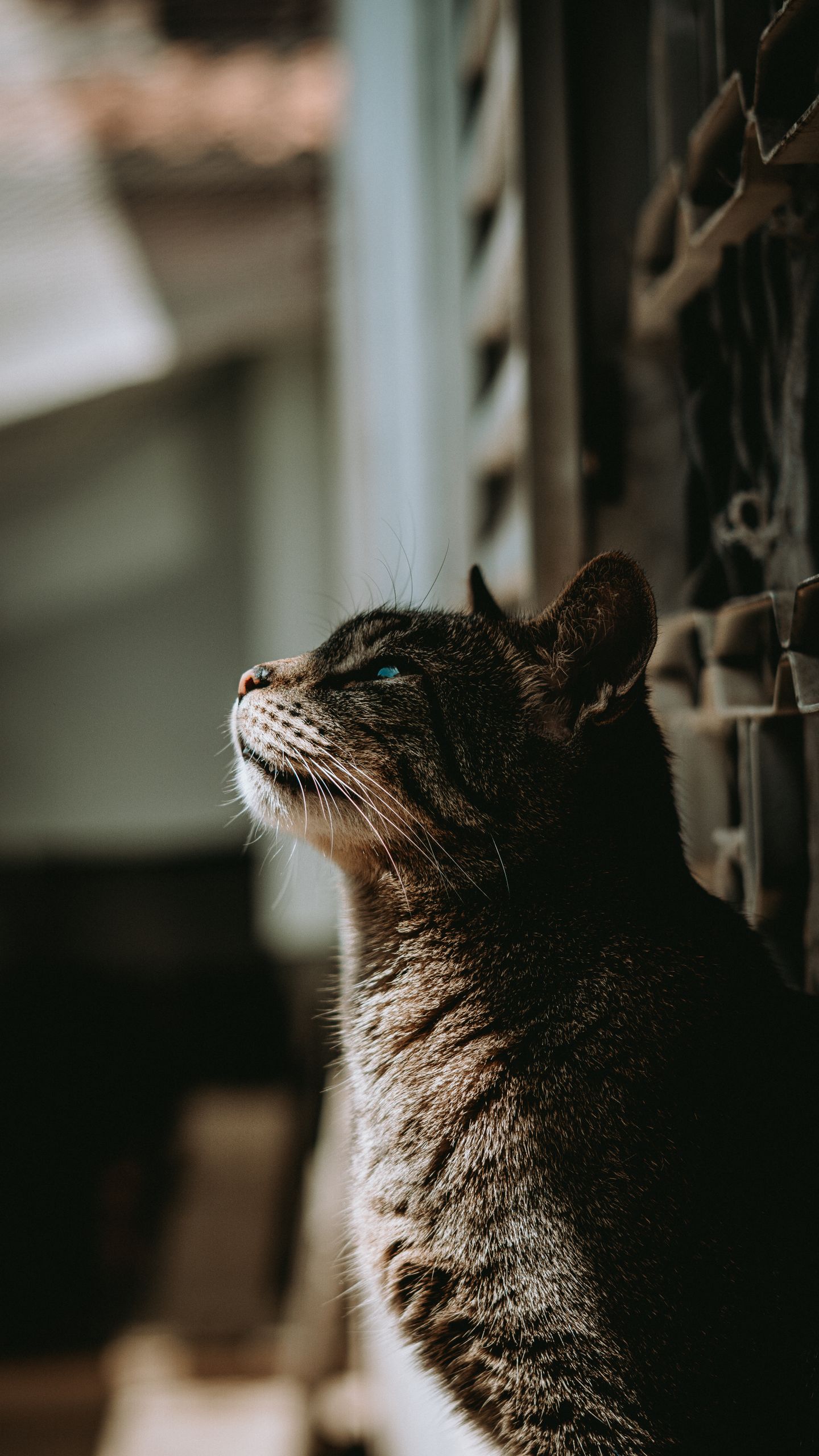 A serene tabby cat enjoys a sunny day in São Paulo's urban setting.